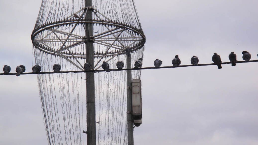 gizem kuşlar                                                                                                                                                                                                                                                    <i>Kuslar</i> [Birds]
Gizem Karaduman
Beyoglu Anadolu Lisesi
2011