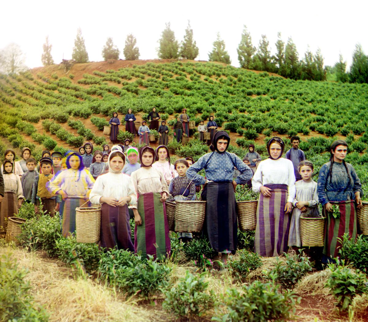 8 Cakvide Cay Toplayan Kadinlar Çakvi’de çay toplayan kadınlar, Gürcistan, tahminî 1905–1915<br />
Kaynak: Wikipedia Commons