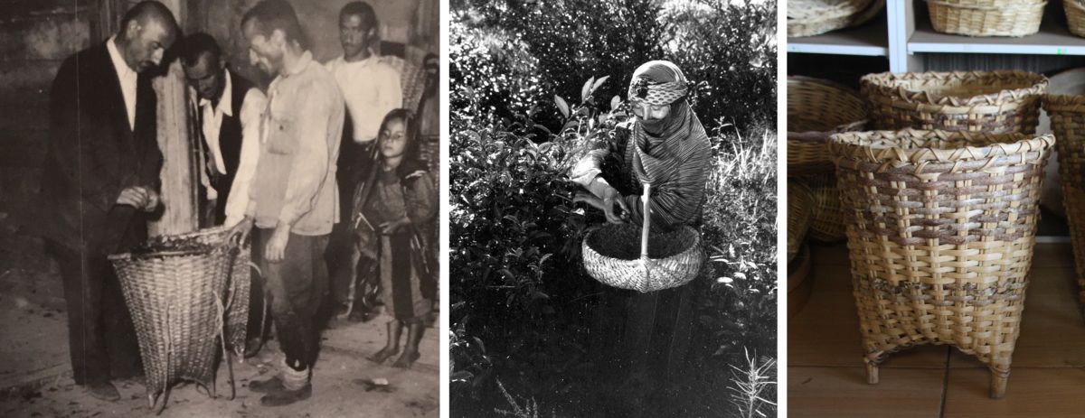 9 Cay Muzesi Hopada Bir Cay Sepeti Solda: Çay Müzesi, Rize-Artvin Havalimanı, 1940; ortada: El sepetiyle çay tohumu hasadı yapan kadın, Rize, 1952 (Kaynak: https://ozhanozturk.com/2017/08/30/cay-tarihi-karadeniz-ekimi/); sağda: Hopa’da bir çay sepeti, 2022 (Fotoğraf: Ayça Yüksel)