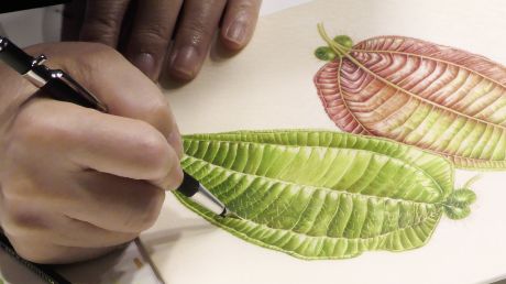 Akiko411 Akiko Enokido yürütücülüğünde gerçekleştirilen bitki ressamlığı atölyesi, Salt Beyoğlu, 2025
Fotoğraf: Metean Bars (Salt)