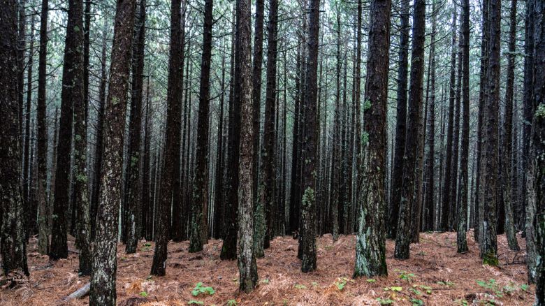 Kazdaglari Sonbahar1 Toluklar 20251127 051 Kaz Dağları ormanı, 2025
Fotoğraf: Uğur Zeydanlı