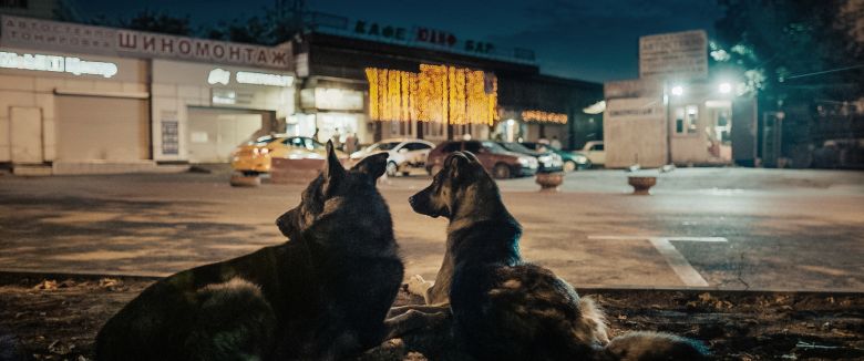 Spacedogs Still 01 Mainstill Big <i>Space Dogs</i> [Uzay Köpekleri] (2019) filminden bir kare
©Deckert Distribution GmbH